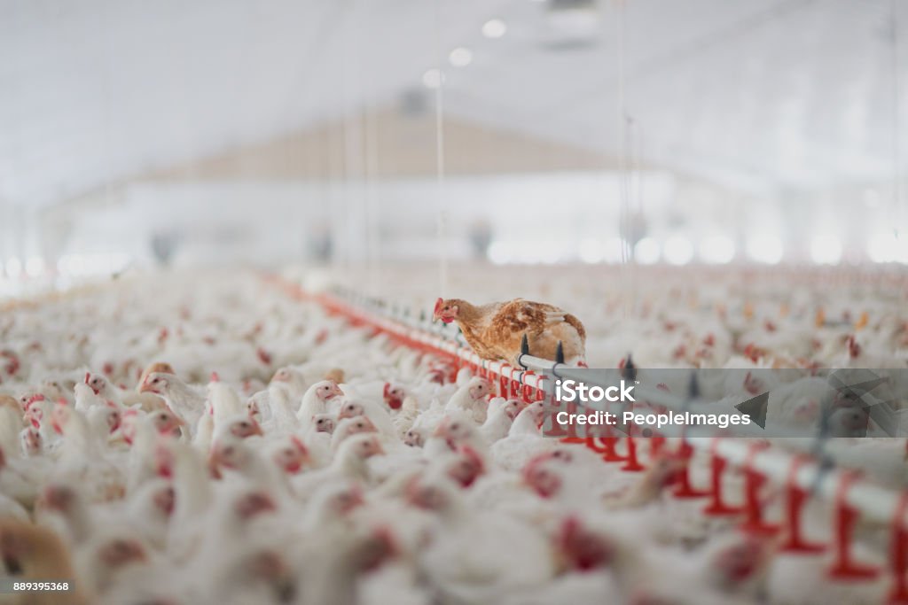 Welcome to the henhouse Shot of a large flock of chicken hens all together in a big warehouse on a farm Chicken - Bird Stock Photo
