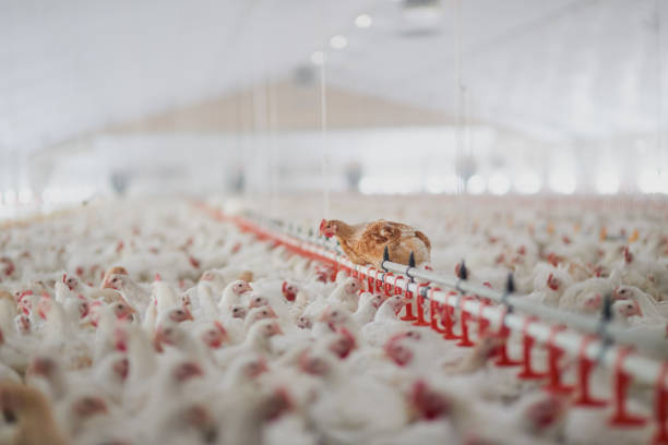 Welcome to the henhouse Shot of a large flock of chicken hens all together in a big warehouse on a farm poultry photos stock pictures, royalty-free photos & images