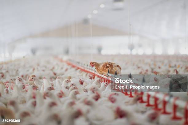 Welcome To The Henhouse Stock Photo - Download Image Now - Chicken - Bird, Farm, Poultry