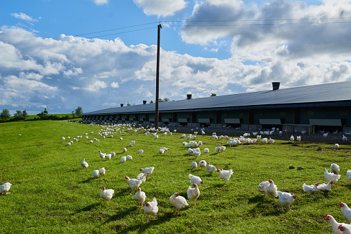 Shot of a flock of chickens gracefully walking around on a green grass field outside on a farm