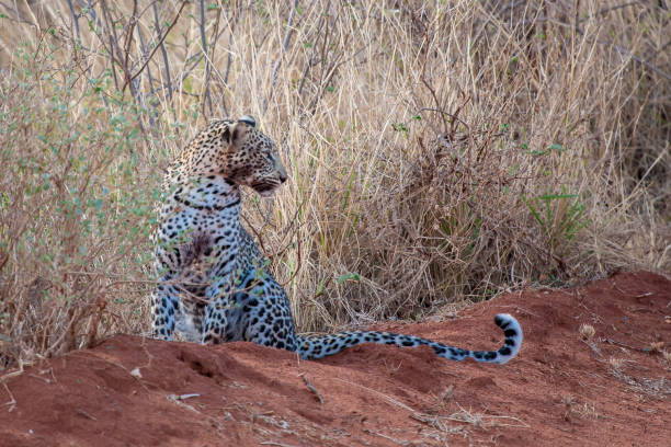 istock Leopard is sitting, with a dirty mouth, after hunting 889399264