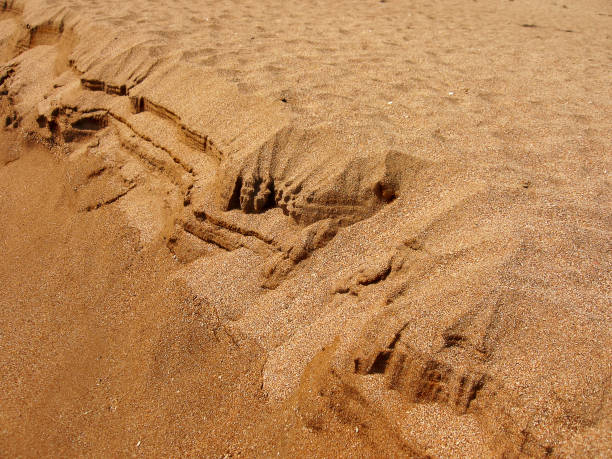 istock Sandy beach, sea sand running due to the strong wind. Natural textured background 889401730