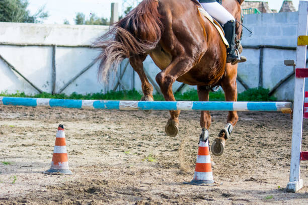 istock Horizontal View Of A Brown Horse Jumping The Obstacle 889402264