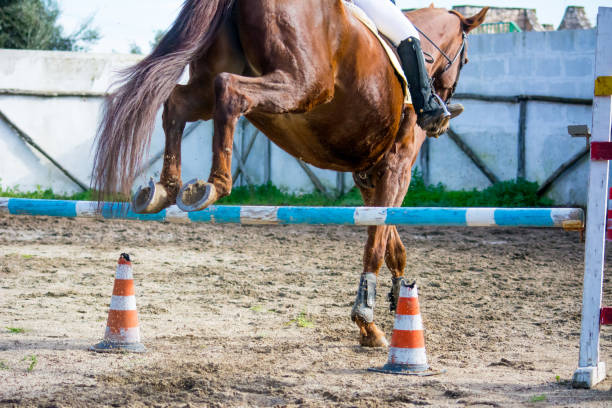 istock Horizontal View Of A Brown Horse Jumping The Obstacle 889405136