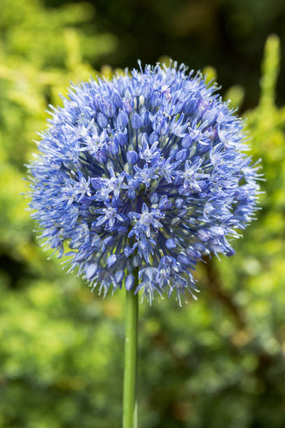 Flower head of Allium. close-up