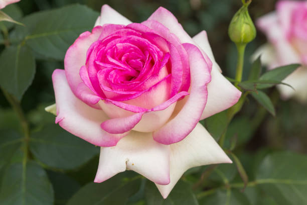 istock Beautiful pink rose in a garden 889405626
