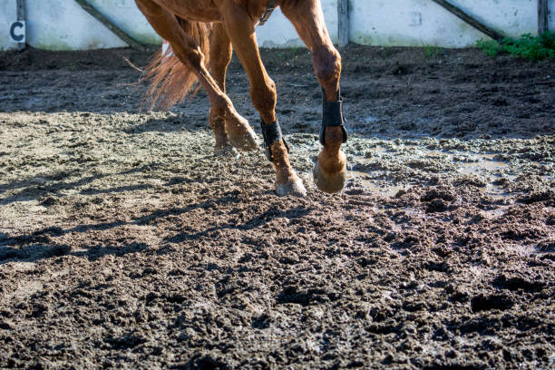istock Horizontal View Of A  Brown Horse Gallopping 889405972