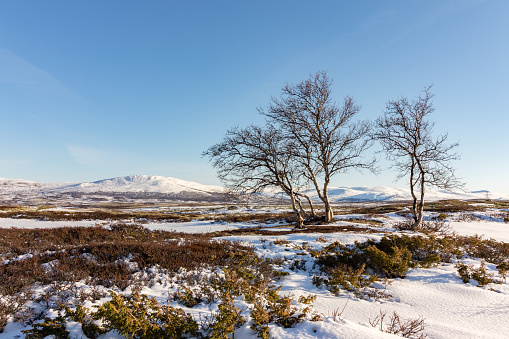 Three mountain birch trees, moss and lichen with winter mountains in the background. Early spring in Dovre, Norway.