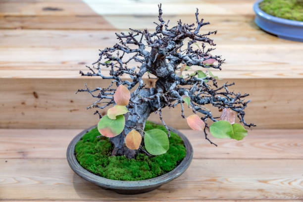 istock Japanese art of bonsai 889408562