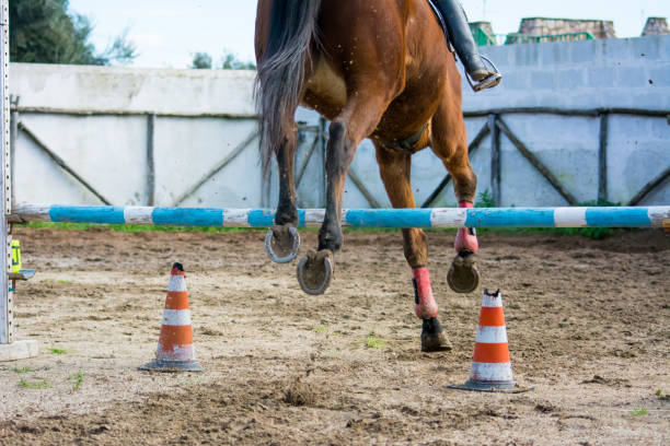 istock Horizontal View Of A Brown Horse Jumping The Obstacle 889408654