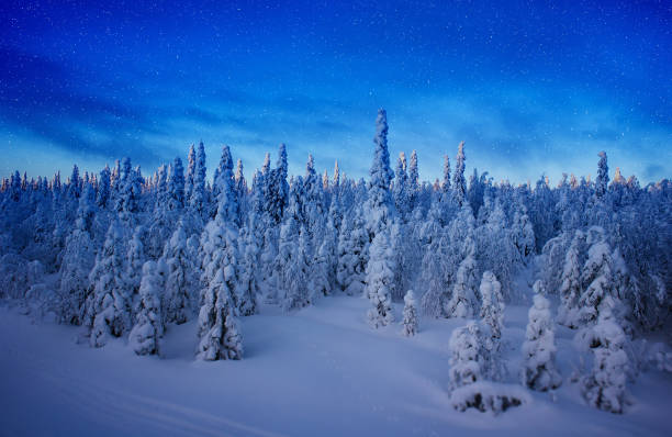 istock Finnish woods under the stars landscape 889411414