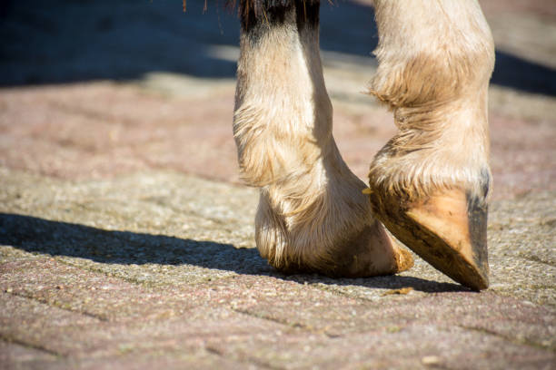 Horizontal View Of Close Up Of Clear Hooves Horizontal View Of Close Up Of Clear Hooves Of A Standing Horse With White Fluff On Blur Background animal leg stock pictures, royalty-free photos & images