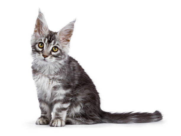 istock Black silver tabby Maine Coon Tuco iof the Schi-Coons 889424726