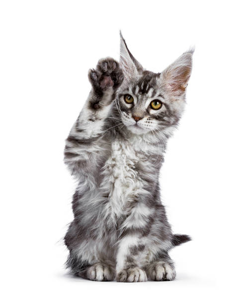 istock Black silver tabby Maine Coon Tuco iof the Schi-Coons 889424812