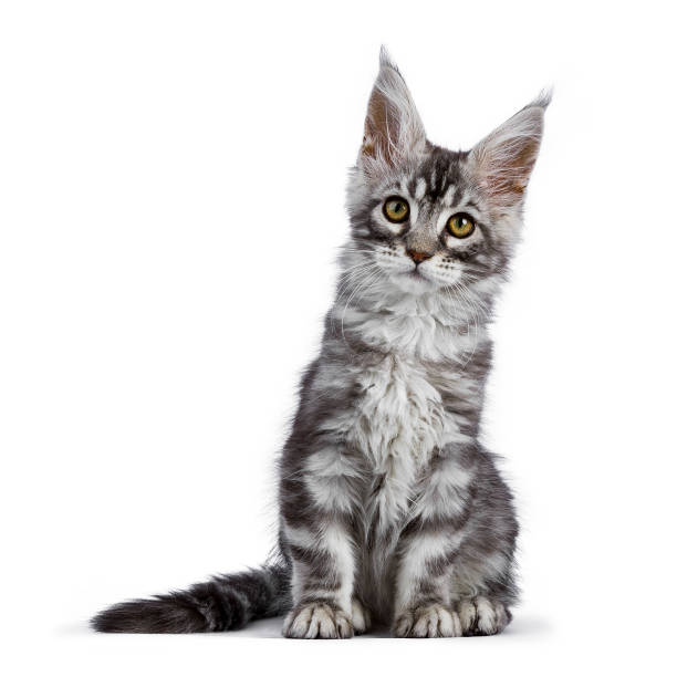 istock Black silver tabby Maine Coon Tuco iof the Schi-Coons 889424928