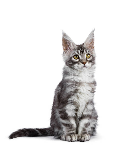 istock Black silver tabby Maine Coon Tuco iof the Schi-Coons 889424988