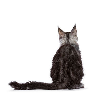 Backside of black silver tabby Maine Coon cat kitten sitting isolated on white background