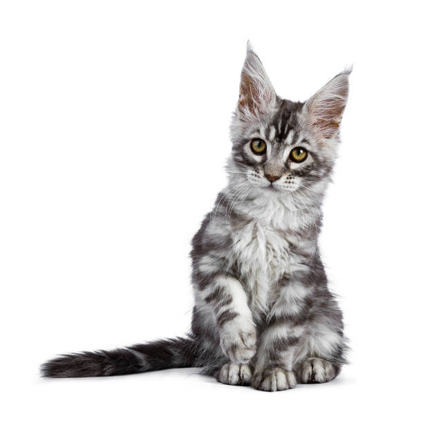 istock Black silver tabby Maine Coon Tuco iof the Schi-Coons 889425304