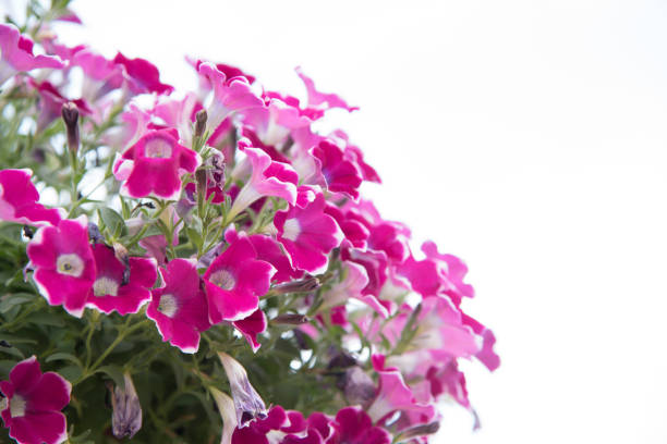 istock Colorful flowers on a white background. 889435920