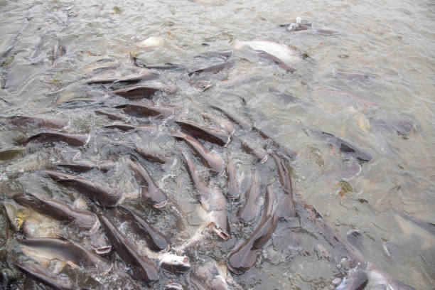 istock fishes crowd In the pond 889435970