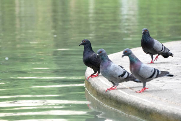 istock Pigeon in the park 889436098