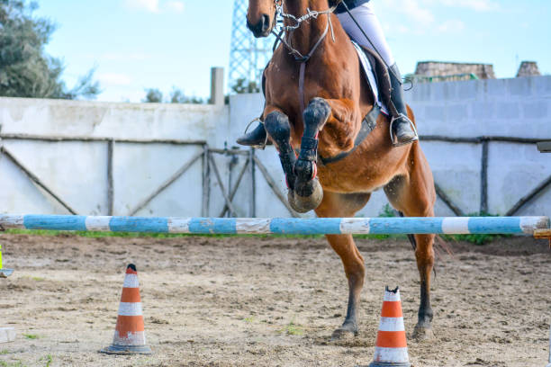 istock Front Horizontal View Of A Brown Horse Jumping The Obstacle 889451538
