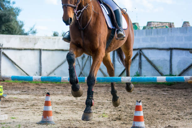 istock Front Horizontal View Of A Brown Horse Jumping The Obstacle 889451552