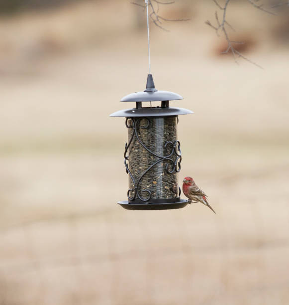 istock Purple Finch 889467486