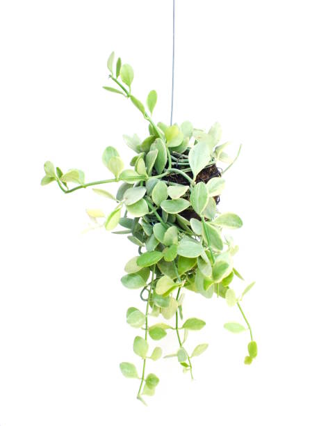 istock green plant hanging isolated collection on white background 889476386