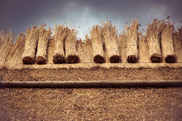 Thatched roof with reed vintage editing Thatched roof of a house with new straw.Vintage editing thatched roof stock pictures, royalty-free photos & images