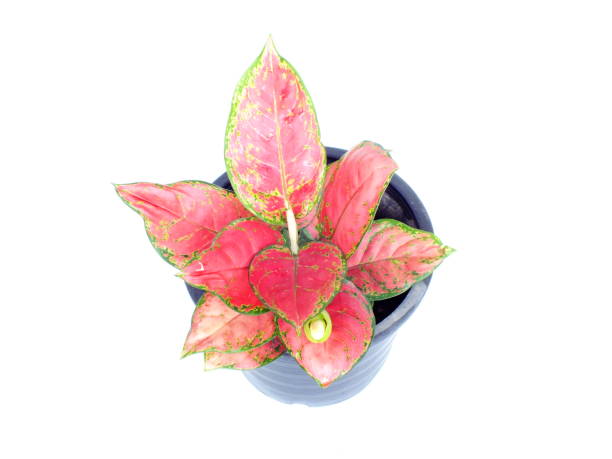 istock red leaf house plant on white background 889480578