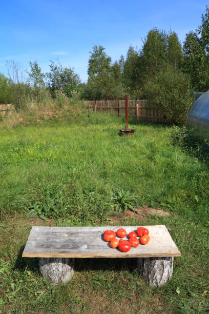 istock red tomatoes on wooden bench 889491824
