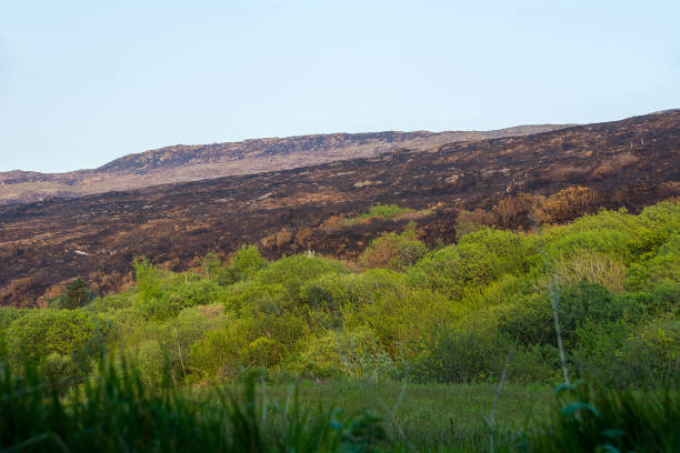 istock Fire Damage, Sheep's Head Peninsular, Wild Atlantic Way, Ireland 889496408