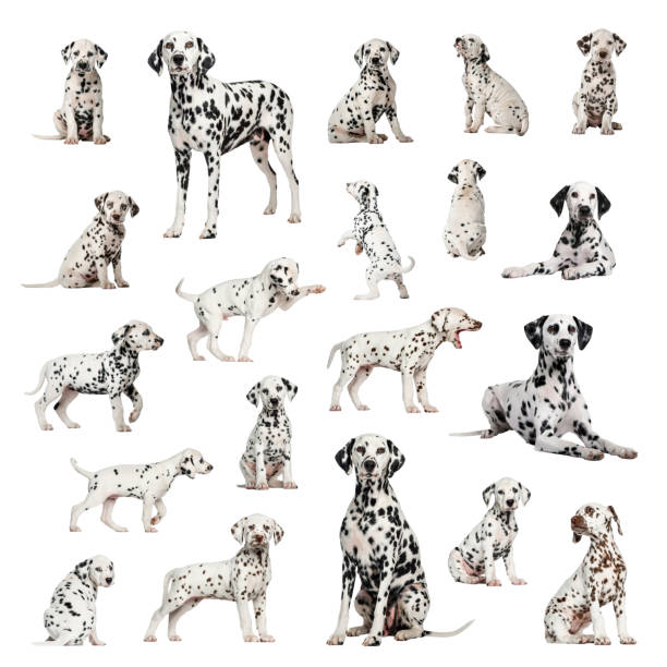 Large collection of Dalmatian, adult, puppy, different position Large collection of Dalmatian, adult and puppy, different position, Isolated on white background. dalmatian dog photos stock pictures, royalty-free photos & images