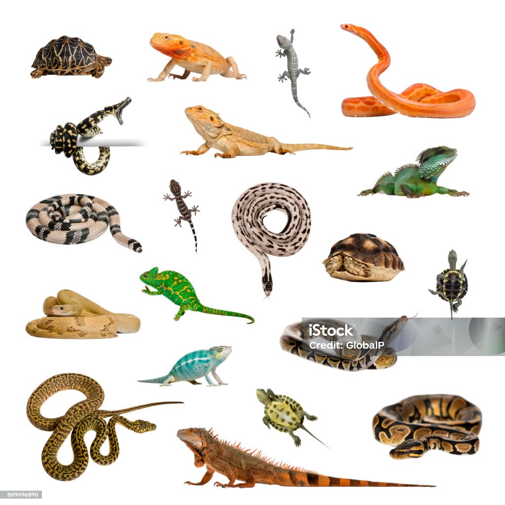 Large collection of reptile, pet and exotic, in different position Large collection of reptile, pet and exotic, in different position, Isolated on white background. White Background Stock Photo