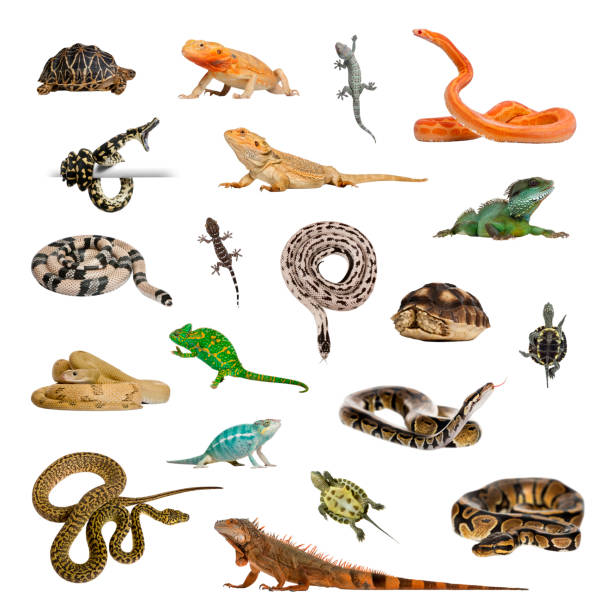 Large collection of reptile, pet and exotic, in different position Large collection of reptile, pet and exotic, in different position, Isolated on white background. elaphe guttata guttata stock pictures, royalty-free photos & images
