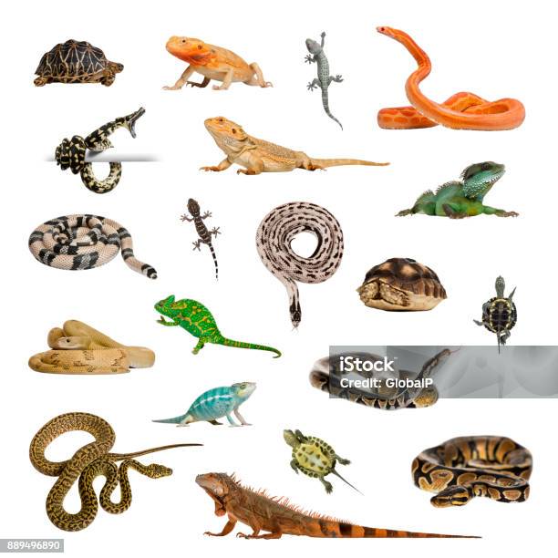Large Collection Of Reptile Pet And Exotic In Different Position Stock Photo - Download Image Now