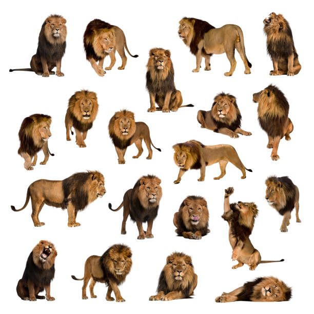 gran colección de león adulto aislado sobre fondo blanco. - animal macho fotografías e imágenes de stock