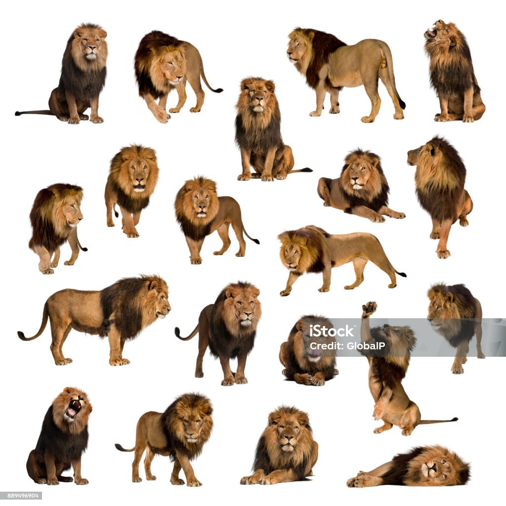 Large collection of adult lion Isolated on white background. Lion - Feline Stock Photo