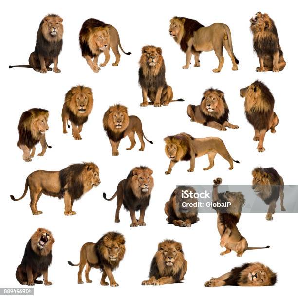 Large Collection Of Adult Lion Isolated On White Background Stock Photo - Download Image Now