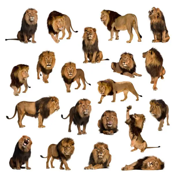 Large collection of adult lion Isolated on white background.