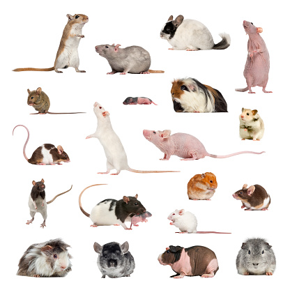 Large collection of rodent, pet and exotic, in different position, Isolated on white background.