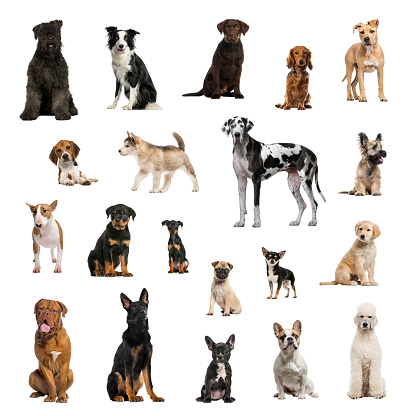 Large collection of dogs, in different position, Isolated on white background.
