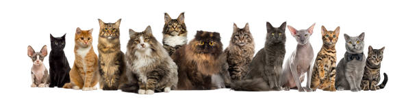 Many Cats sitting in a row, isolated on white
