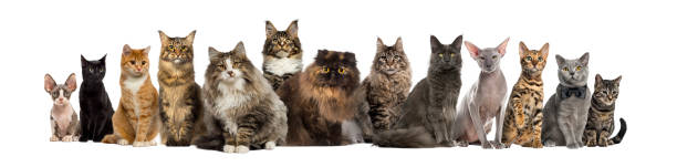 Many Cats sitting in a row, isolated on white Many Cats sitting in a row, isolated on white birman photos stock pictures, royalty-free photos & images