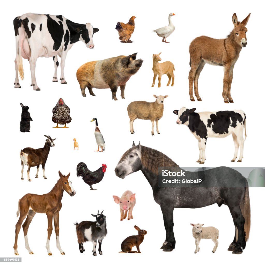 Large collection of farm animal in different position Large collection of farm animal, in different position, Isolated on white background. Livestock Stock Photo