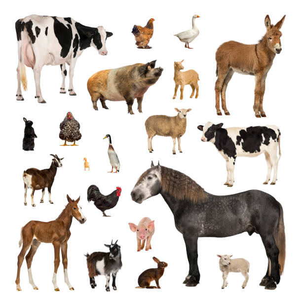 102,219 Group Of Different Animals Stock Photos, Pictures & Royalty-Free  Images - iStock | Group of animals, Group of pets, Monkey and dog