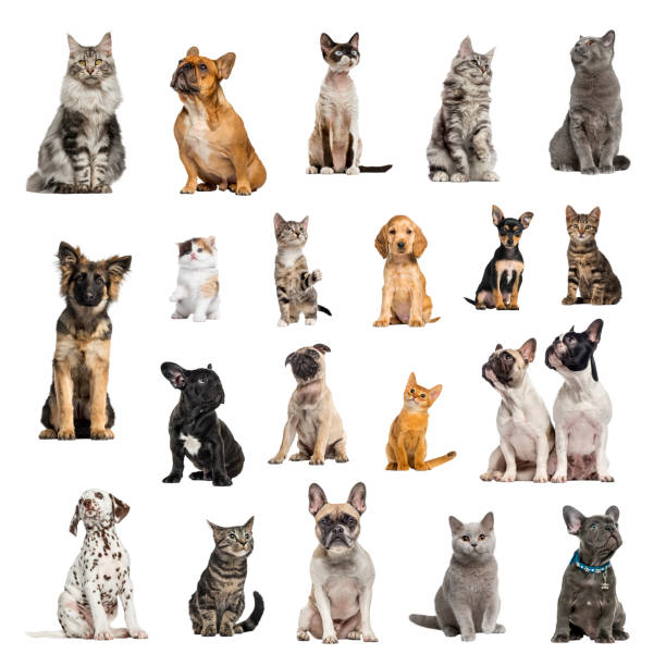 Large collection of 10 dogs and 10 cats in different position Large collection of 10 dogs and 10 cats, adult, puppy or kitten, in different position, Isolated on white background. french bulldog puppies stock pictures, royalty-free photos & images