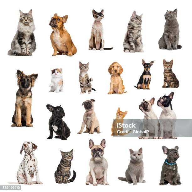 Large Collection Of 10 Dogs And 10 Cats In Different Position Stock Photo - Download Image Now