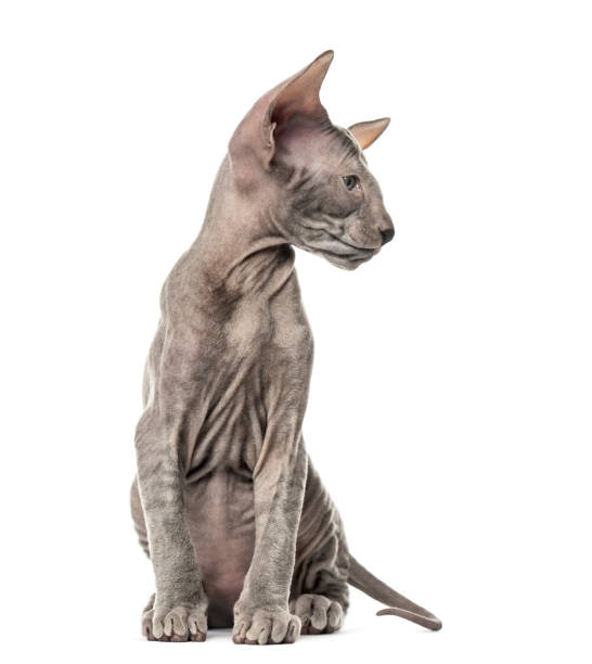 istock Peterbald kitten, cat, 3 mouth old, sitting, isolated on white 889501376
